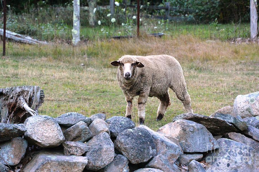 Sheep Photograph - You Lookin at Me by Lisa Kilby