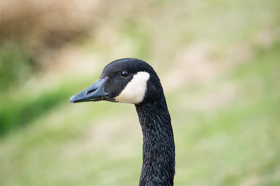 Goose Photograph - You Lookin At Me by Tikvahs Hope
