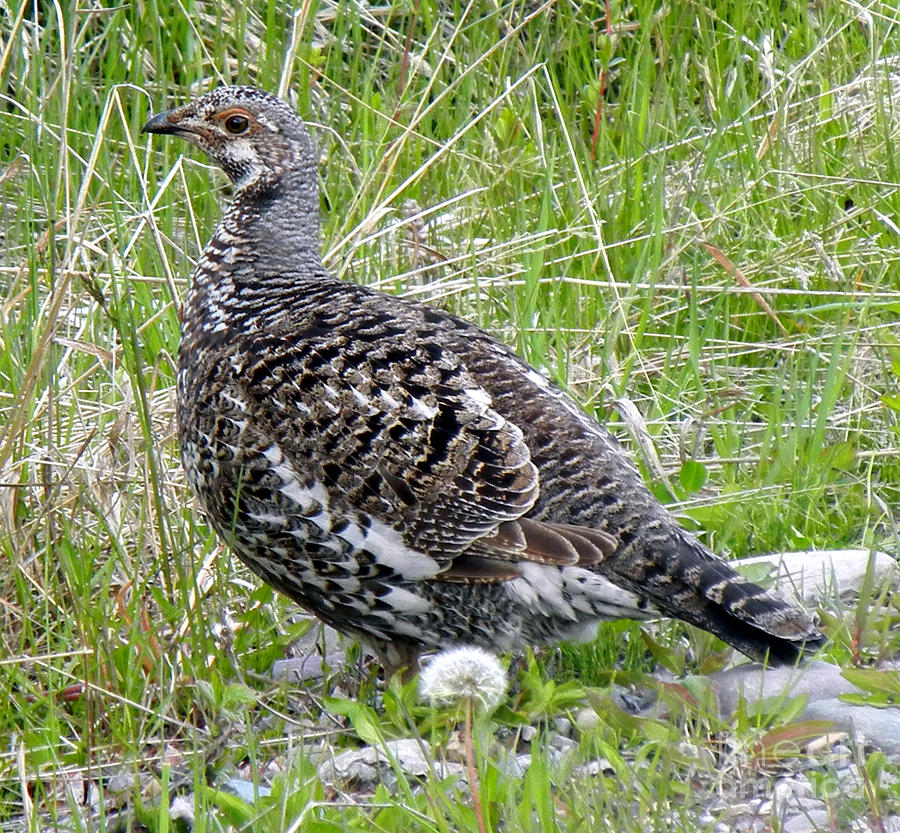 803A Franklins Grouse - female Photograph by NightVisions