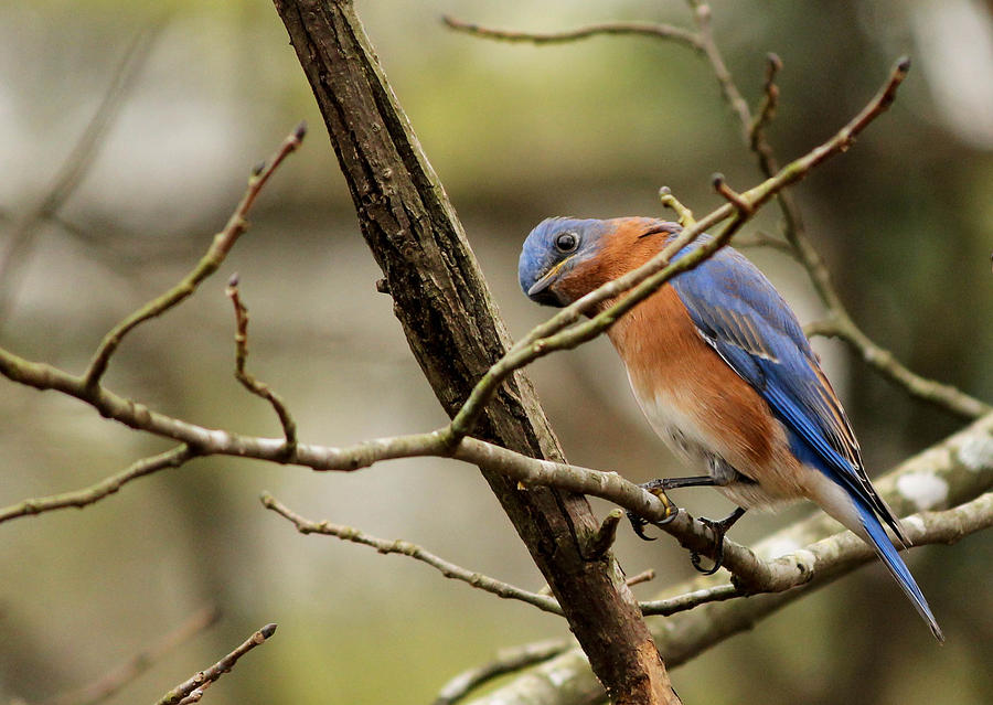 Bluebird Photograph - You Looking at Me by Jim Hatley
