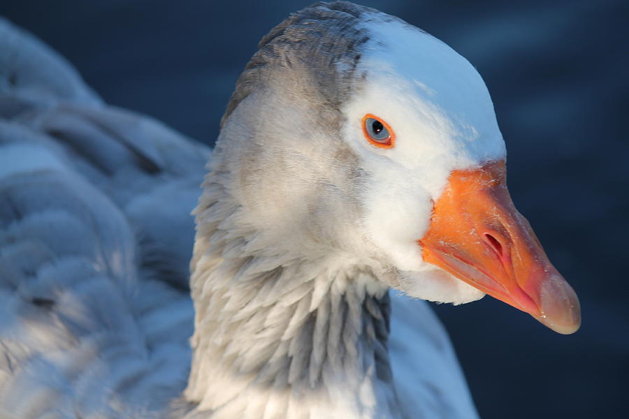 Goose Photograph - You Looking At Me by Lorri Crossno