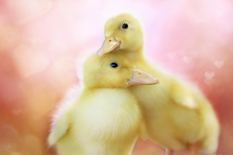Baby Ducks Photograph - You Make Me Smile II by Amy Tyler