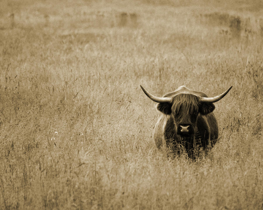 You Mess With The Bull You Get The Horns Photograph by Brook Burling