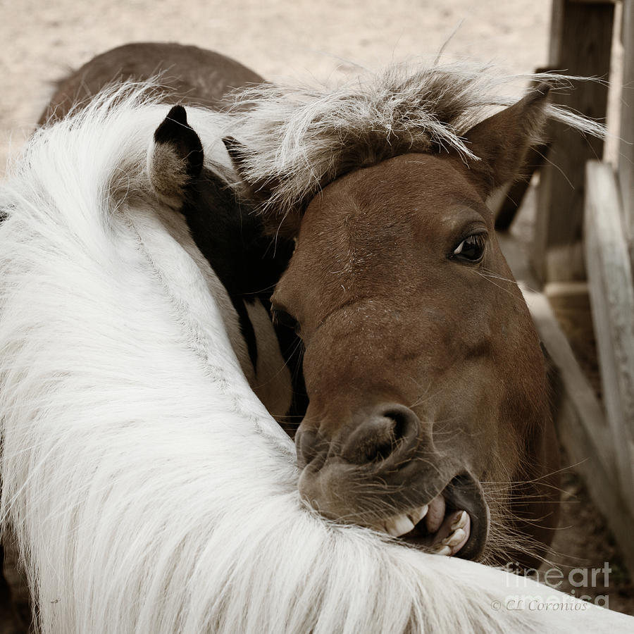 Horse Photograph - You Scratch Mine by Carol Lynn Coronios