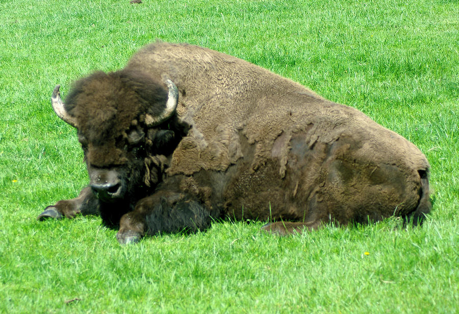 Buffalo Photograph - You Tell Him He Needs To Lose Weight by Jeff Swan