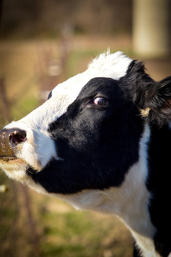 Cow Photograph - You Want Something by Randy Shellenbarger