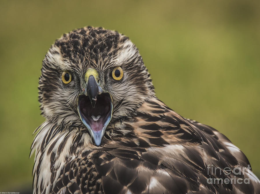 Hawk Photograph - You Want What By When by Mitch Shindelbower