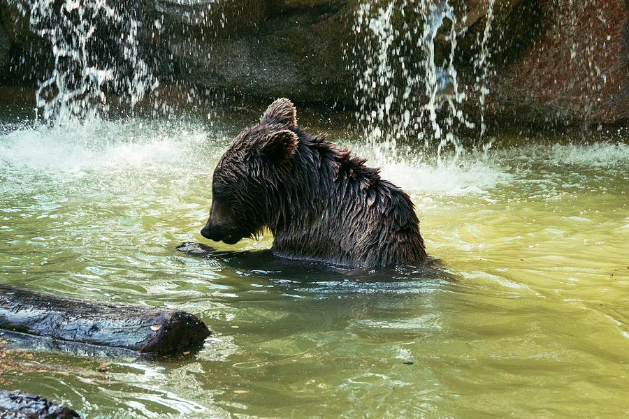 Nature Photograph - Young Adult Brown Bear In Water by Brian Gadsby/science Photo Library