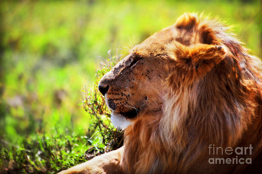 Young adult male lion on savanna. Safari in Serengeti Photograph by Michal Bednarek