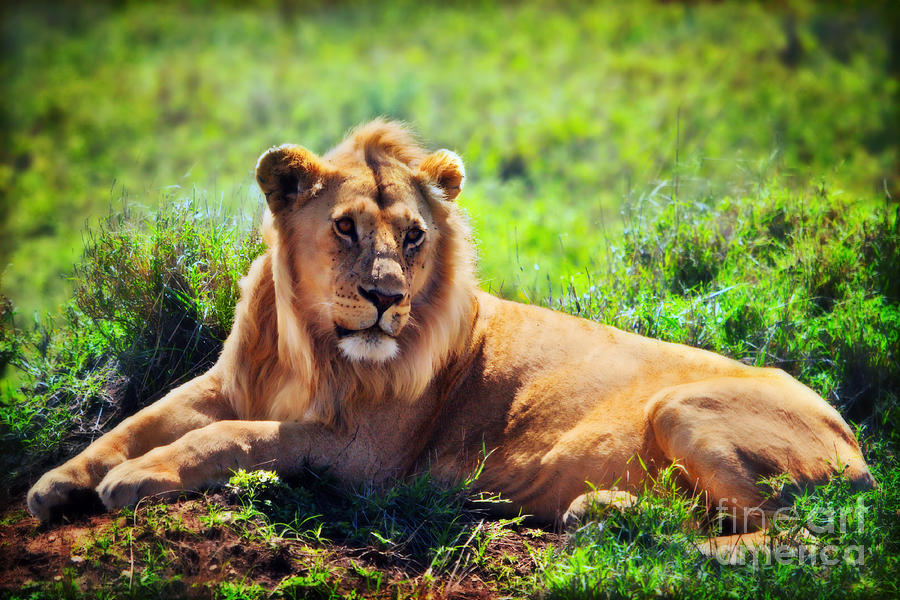 Young adult male lion on savanna. Safari in Serengeti. Tanzania Photograph by Michal Bednarek