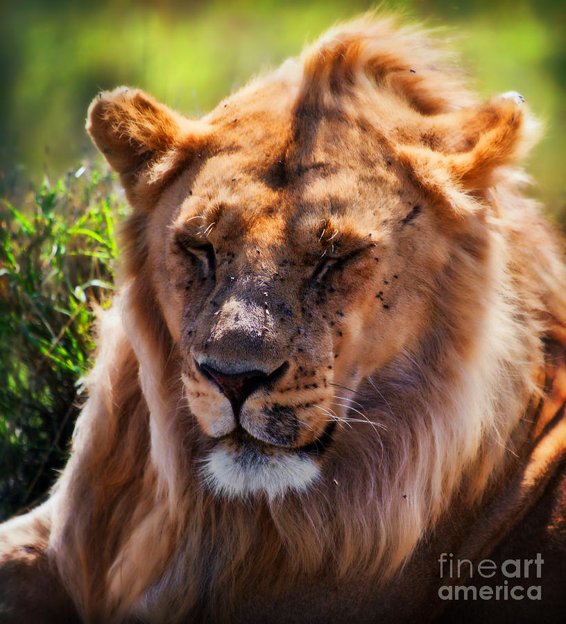 Young adult male lion portrait. Safari in Serengeti Photograph by Michal Bednarek