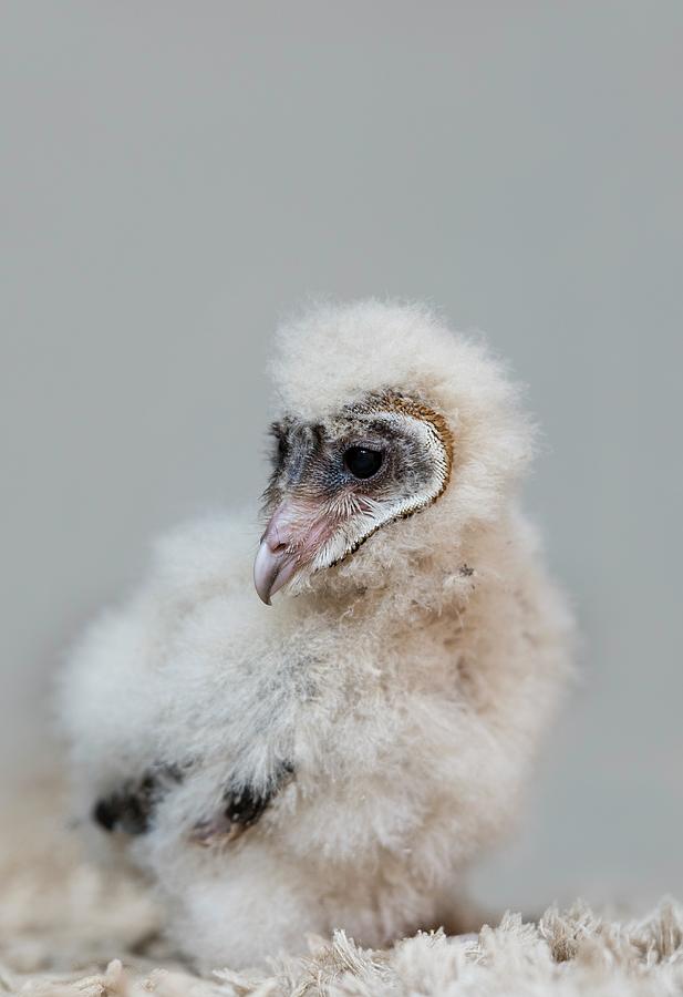 Young African Barn Owl Photograph by Science Photo Library Young African Barn Owl Photograph by Science Photo Library