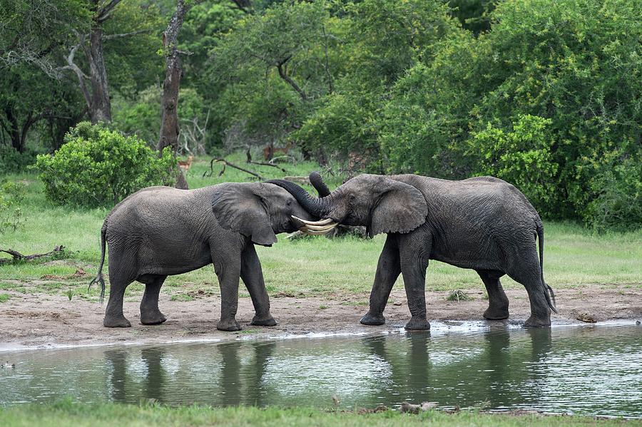 Young African Elephant Bulls Greeting By Tony Camachoscience Photo Library 4750