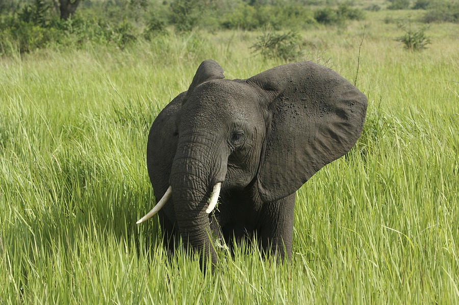 Young African Elephant Grazing Photograph by Brian Kamprath