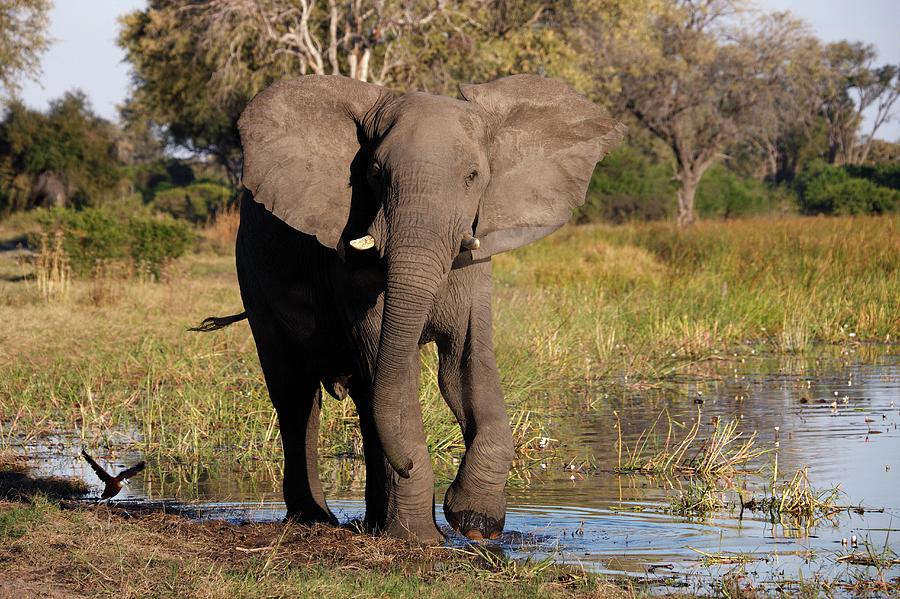Young African Elephant Photograph by Steve Allen/science Photo Library