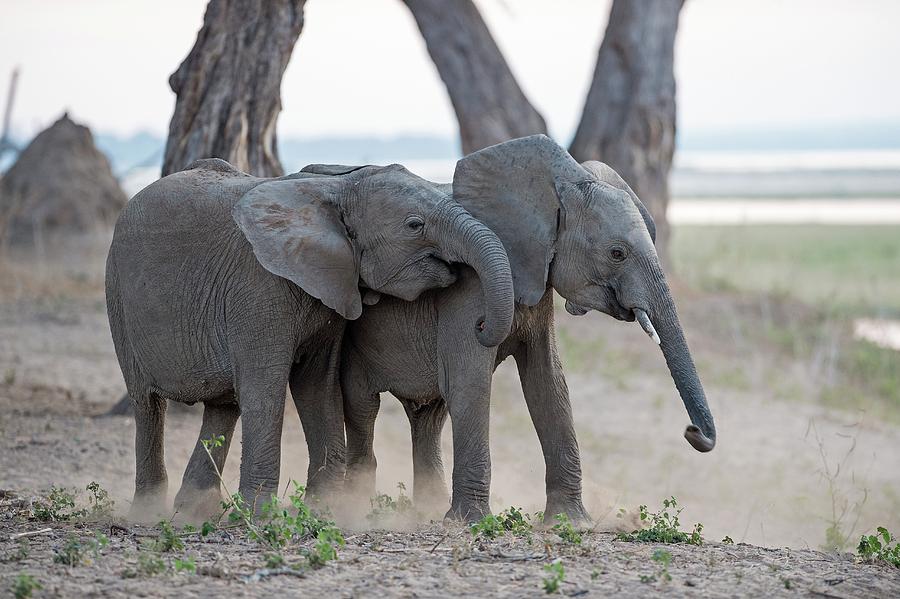 Young African Elephants At Play Photograph by Tony Camacho