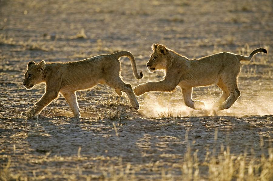 Young African Lions Photograph by Tony Camacho/science Photo Library