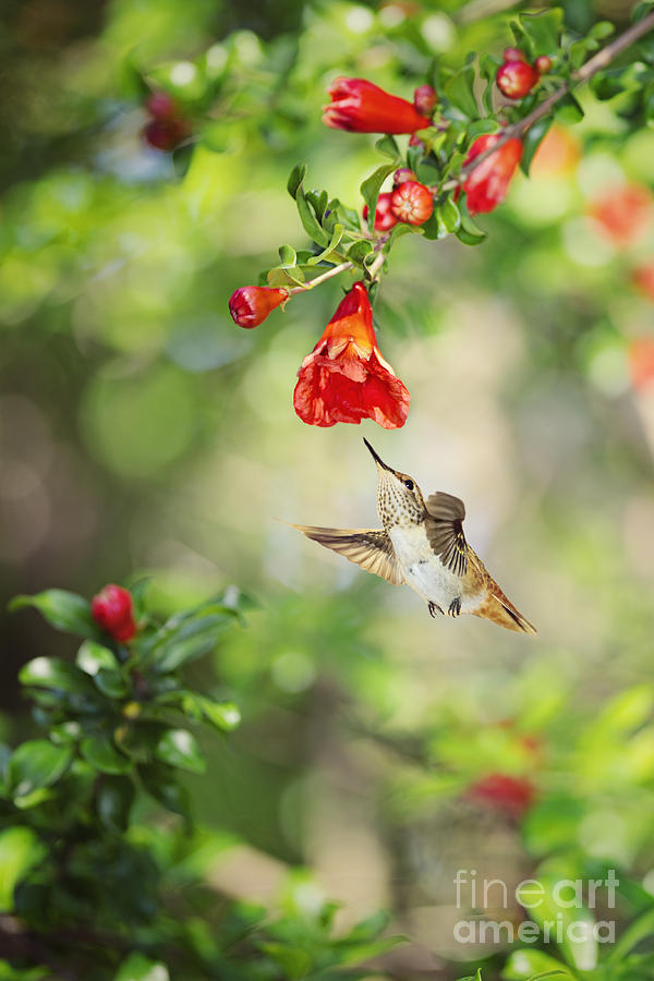 Young Allens Hummingbird at Pomegranates Photograph by Susan Gary