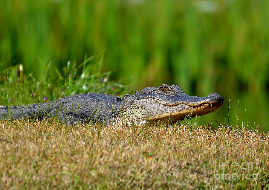 Young Alligator Sunbathing Photograph by Kathy Baccari
