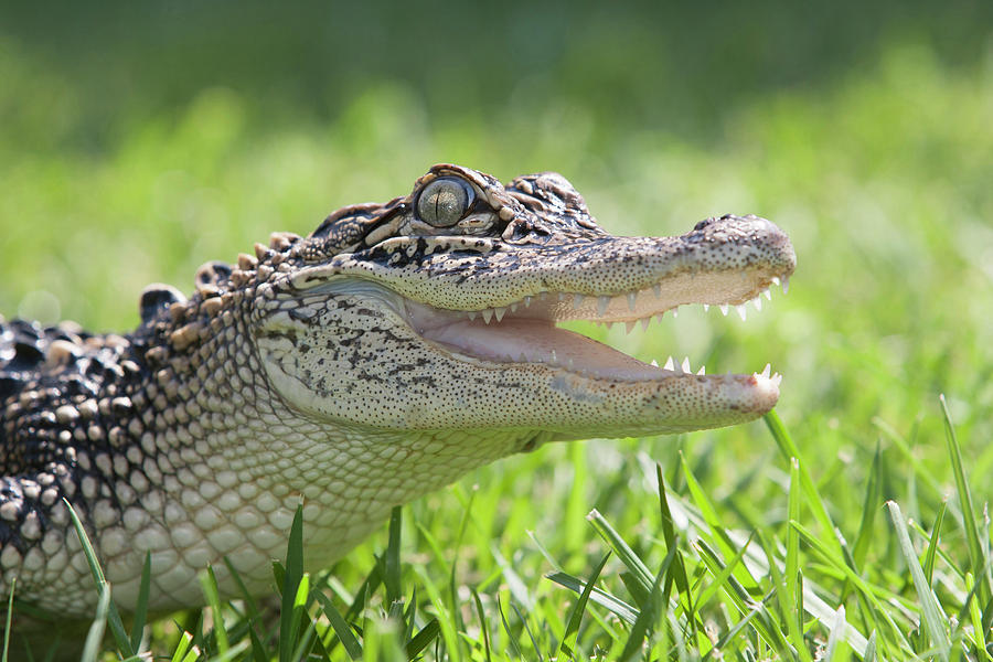 Alligator Photograph - Young Alligator With Mouth Open by Piperanne Worcester