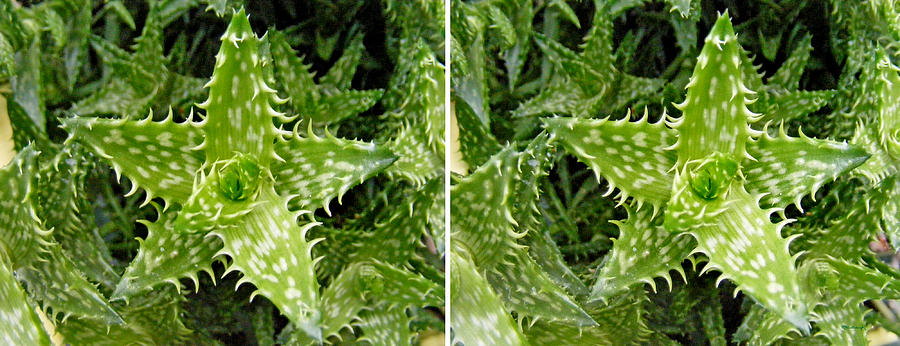 Young Aloe in Stereo Photograph by Duane McCullough