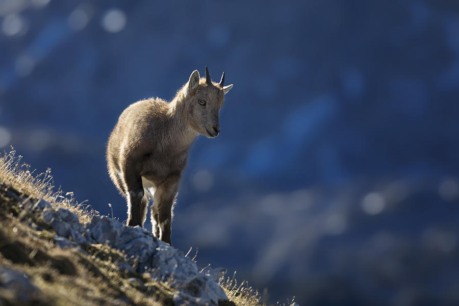 Young Alpine Ibex in the morning Sun, Alps Photograph by DieterMeyrl