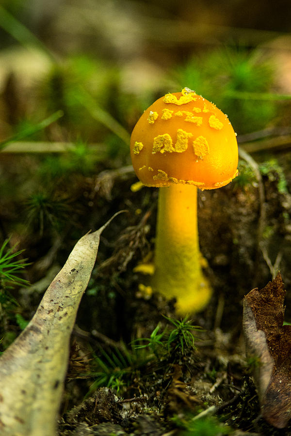 Young Amanita Covered with Popcorn Photograph by Douglas Barnett