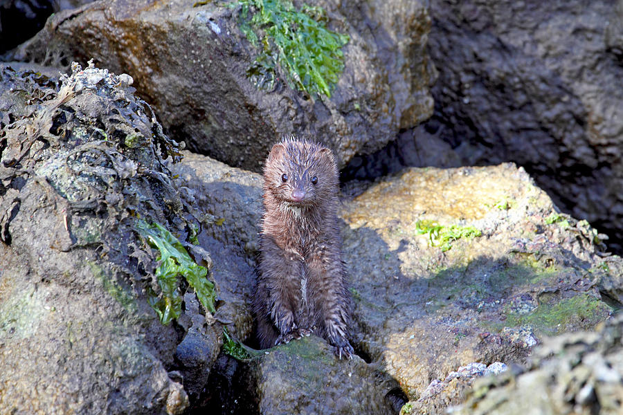 Young American Mink Photograph by Peggy Collins
