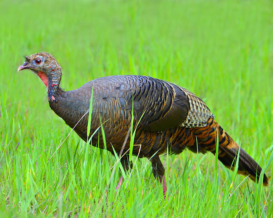 Young and Wild Photograph by Tony Beck