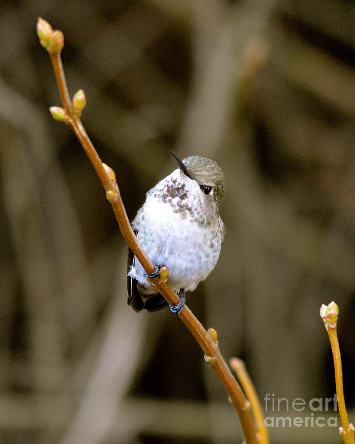 Young Anna's Hummingbird Photograph by Lisa Telquist - Fine Art America