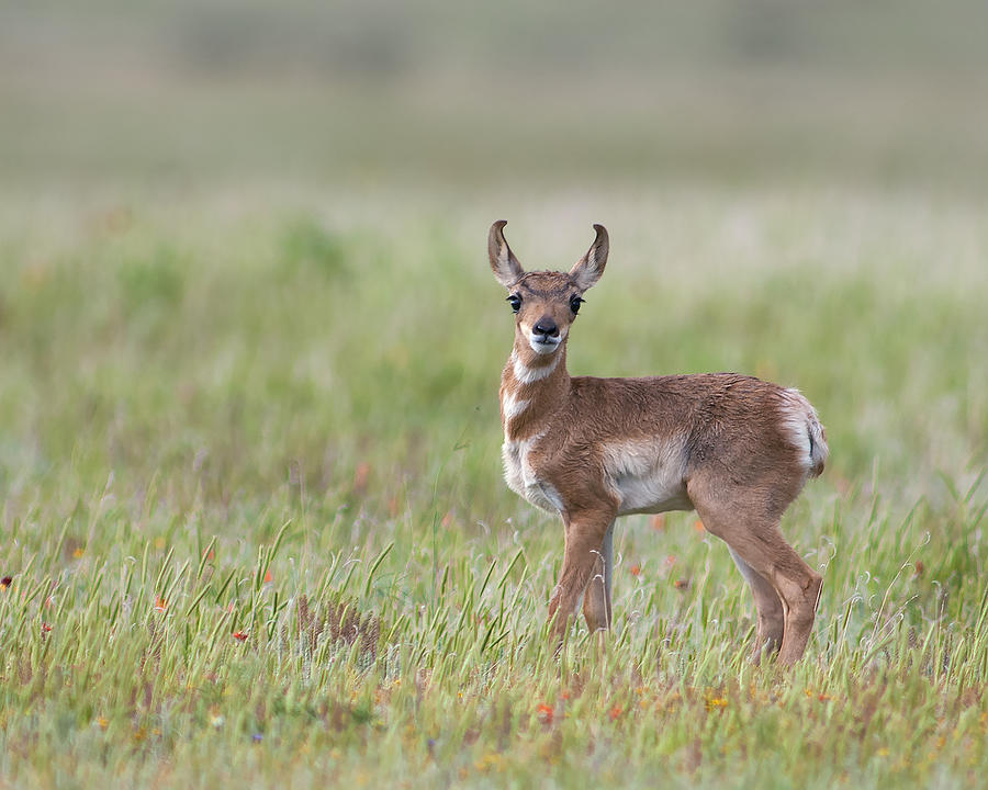 Antelope Photograph - Young Antelope  by Gary Langley