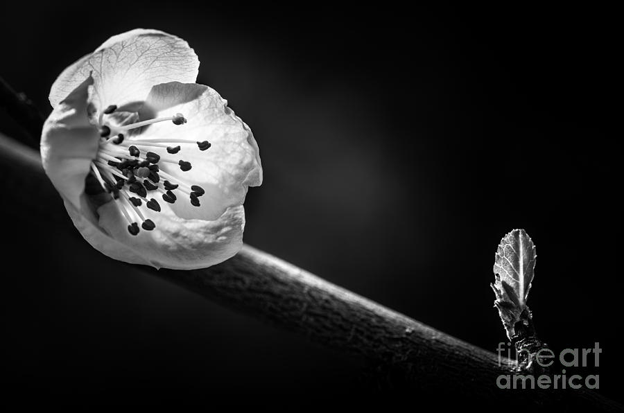 Young Apple Tree in Spring BW Photograph by Michael Arend