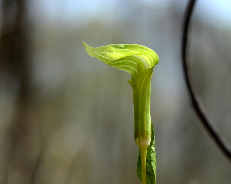 Young Arisaema Triphyllum Photograph by Rebecca Sherman