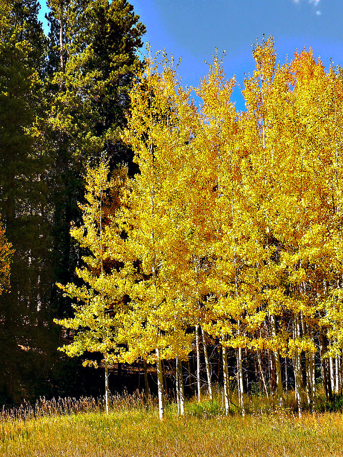 Young Aspen Grove Photograph by David Kehrli | Fine Art America