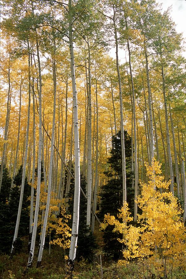 Young Aspens Photograph by Eric Glaser