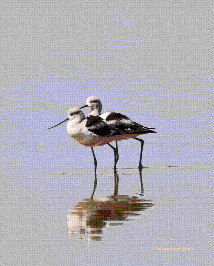 Young Avocets Photograph by Tom Janca