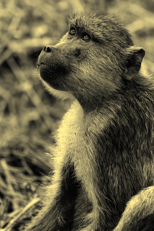 Young Baboon In Black And White Photograph by Amanda Stadther