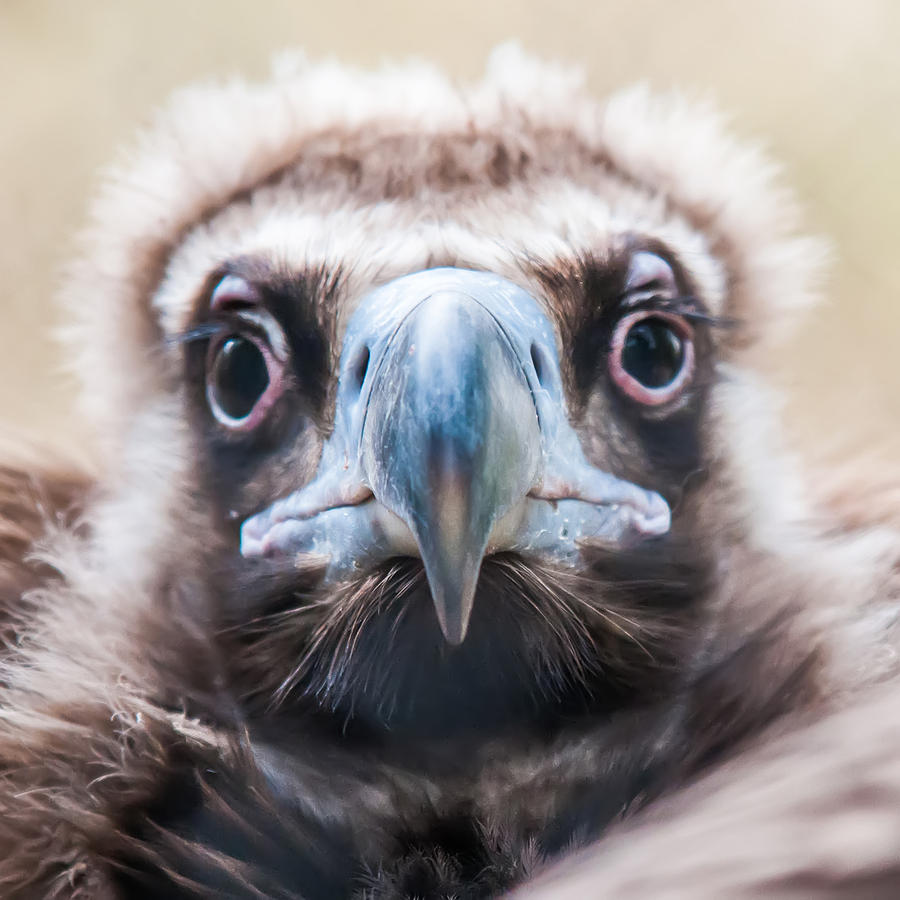 Young Baby Vulture Raptor Bird Photograph by Alex Grichenko