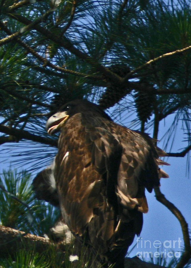 Young Bald Eagle Photograph by Sandra Clark
