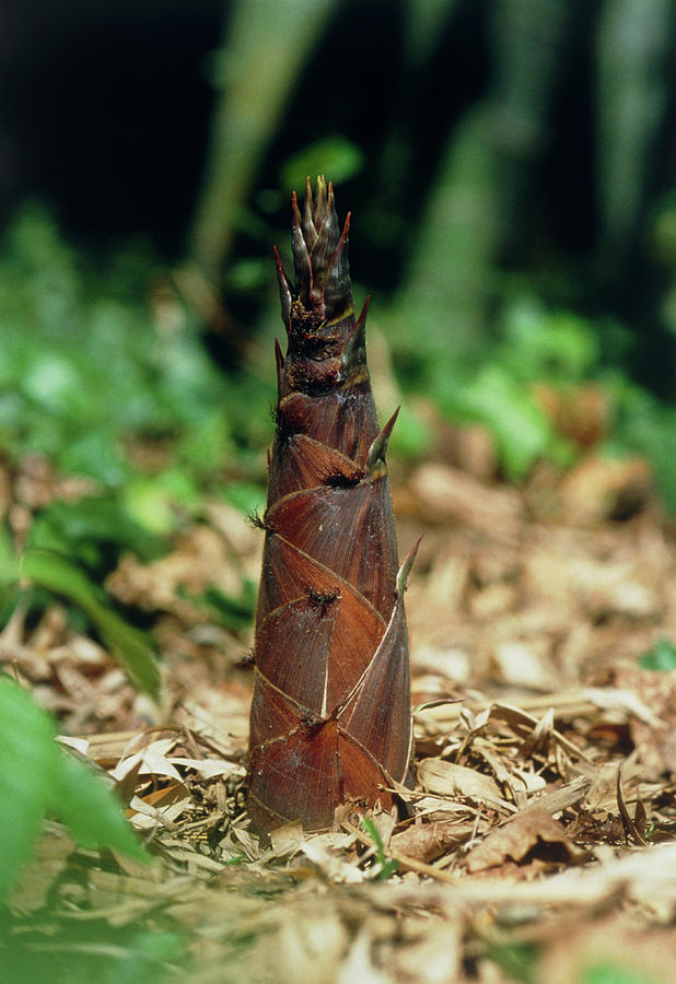 Young Bamboo Shoot Photograph By Pascal Goetgheluck Science Photo Library   Young Bamboo Shoot Pascal Goetgheluckscience Photo Library 