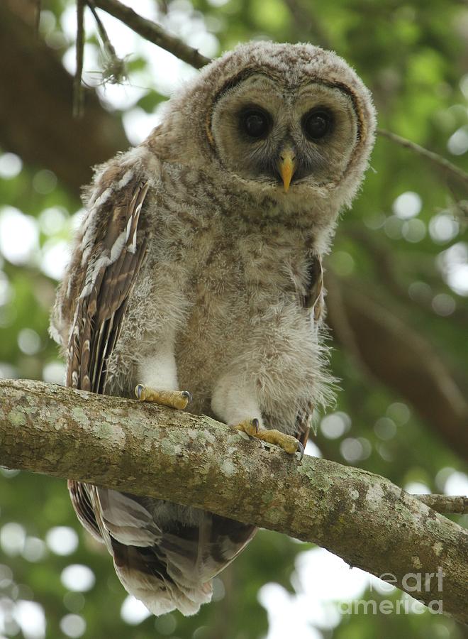 Young Barred Owl Photograph by Adam Jewell