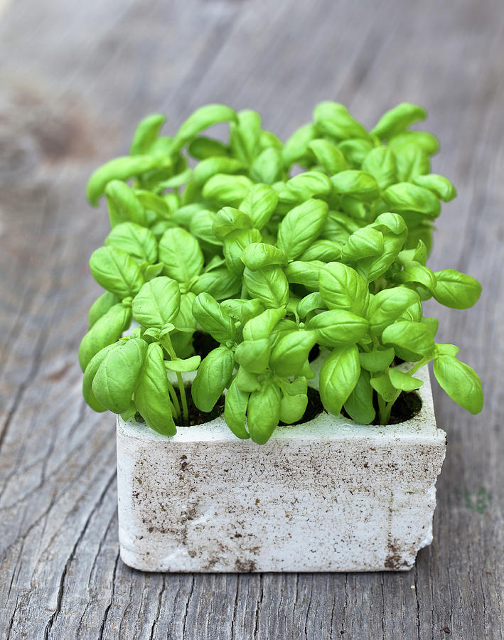 Young Basil Plants by Ursula Alter