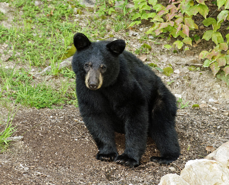 Young Bear 2 Photograph by Lara Ellis