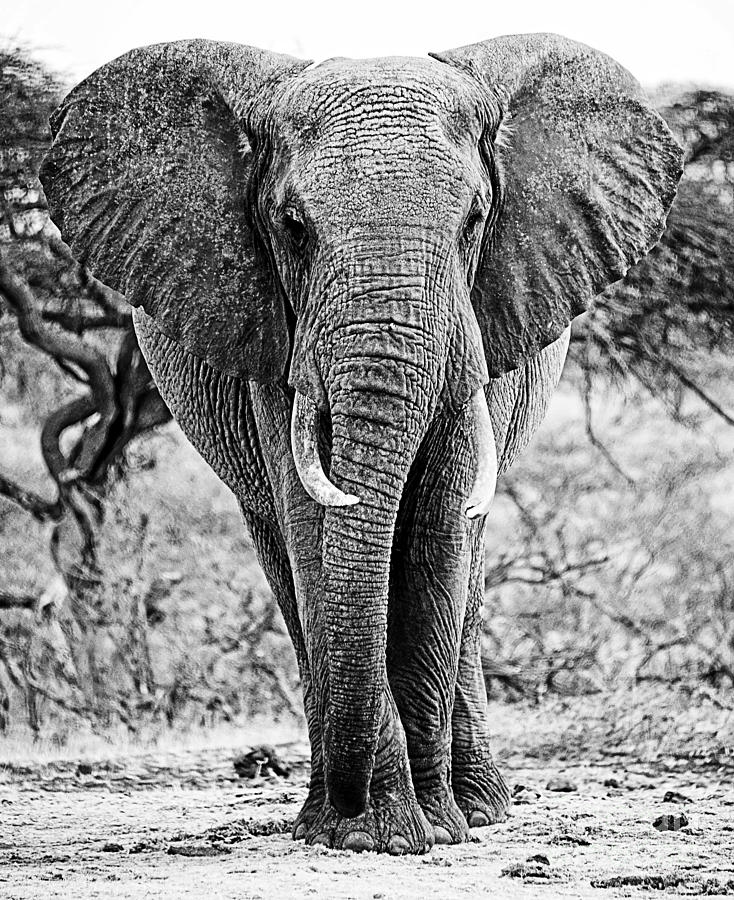 Young Beautiful Elephant Black And White 2 Photograph by Boon Mee