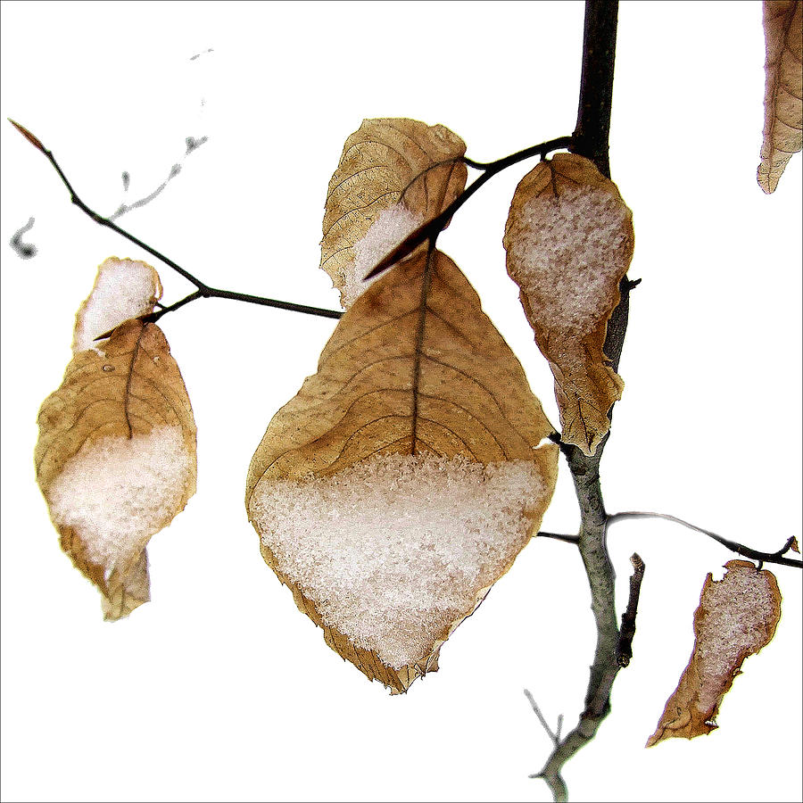 Young Beech Leaves in the Snow Photograph by Louise Kumpf