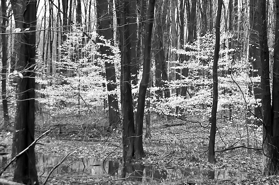 Young Beech Trees Black n White  Photograph by Randall Branham