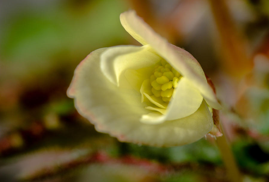Flowers Still Life Photograph - Young Begonia Bloom by Koji Kanemoto