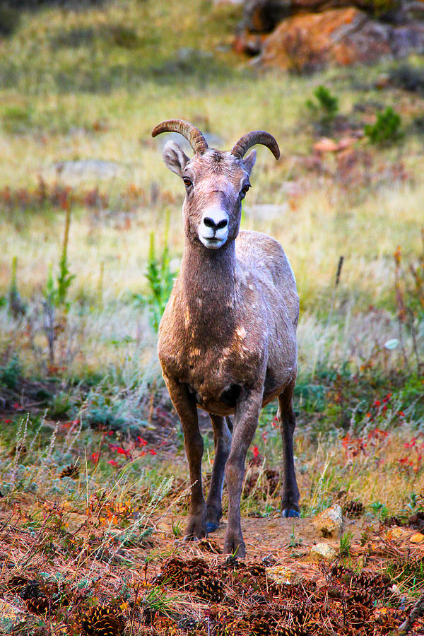 Young Big Horn Sheep Photograph by Juli Ellen