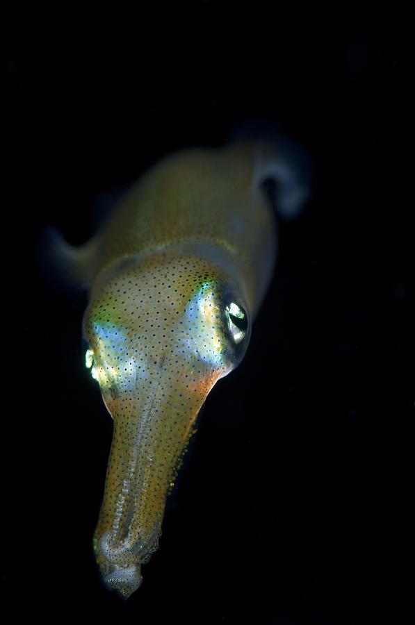 bigfin squids