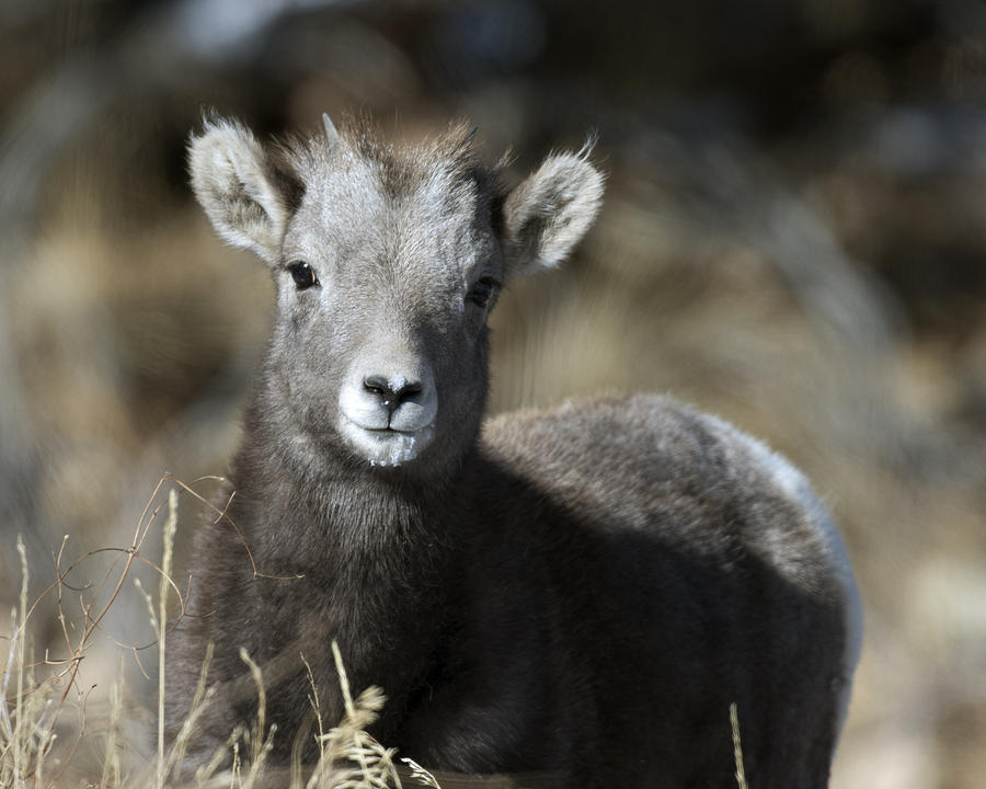 Young Bighorn Sheep Photograph by Gary Langley